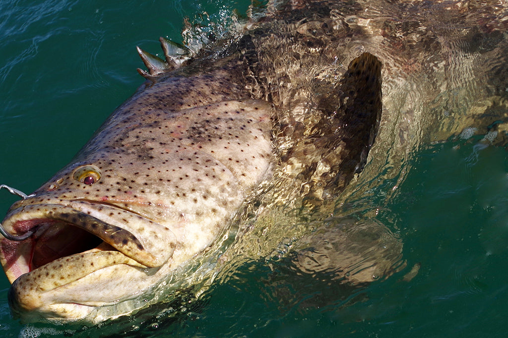 ゴリアテグルーパー 巨大魚イタヤラ、サメをひと飲みに | ナショナル ジオ ...